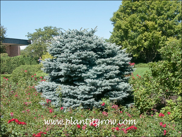 Growing in a rose garden.